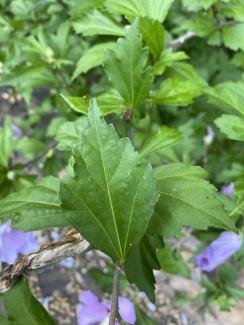 Hibiscus syriacus