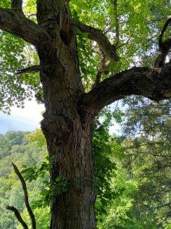 Black Maple Acer nigrum