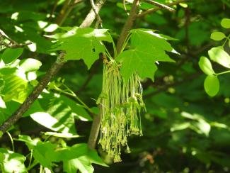 Black Maple Acer nigrum