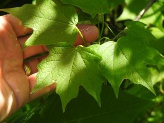 Black Maple Acer nigrum